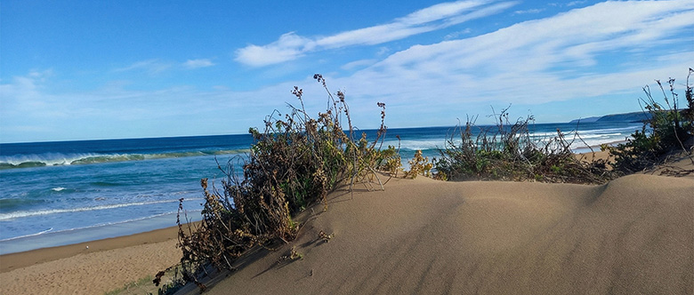 Ocean View - Branch Support & Services