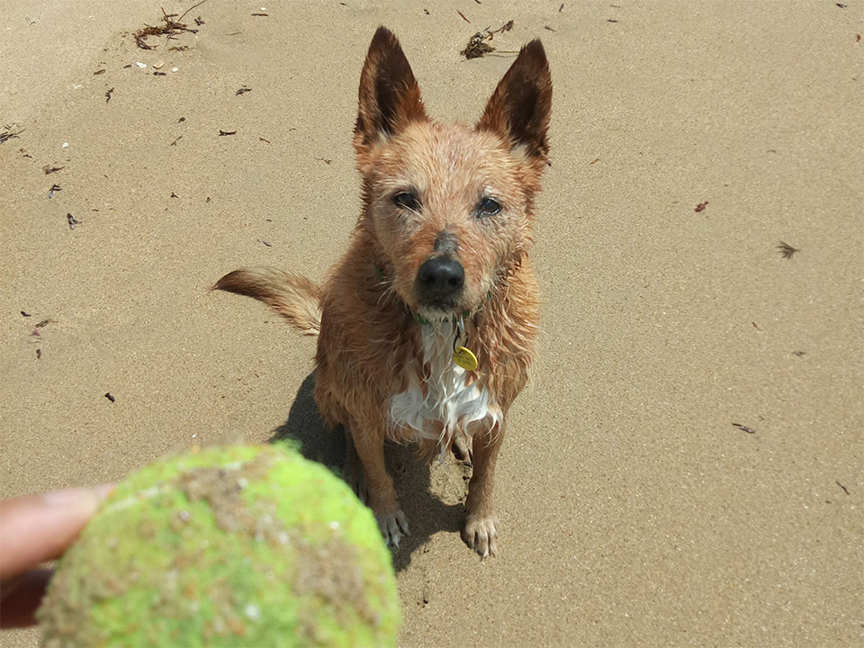 Walking Dog on Beach